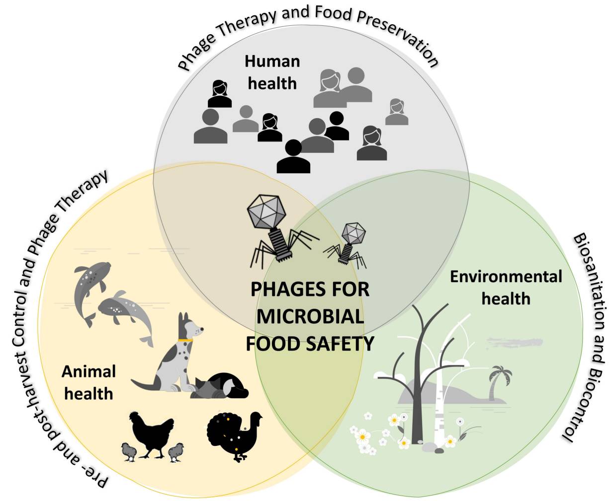 Applications of bacteriophages.