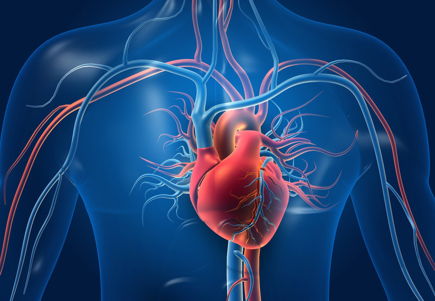 Diagram of the heart and blood vessels.