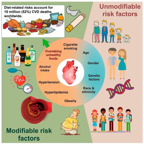 Factors that cause cardiovascular disease include overtaking unhealthy foods, alcohol intake, obesity, cigarette smoking, age, etc.