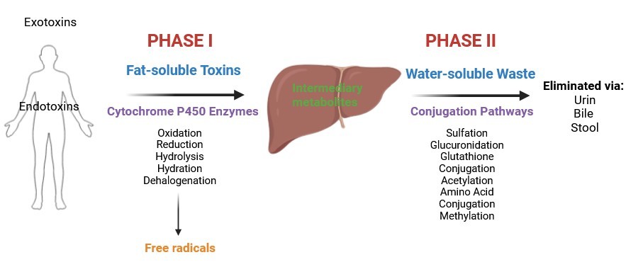 Two phases of the detoxification mechanism in the liver.