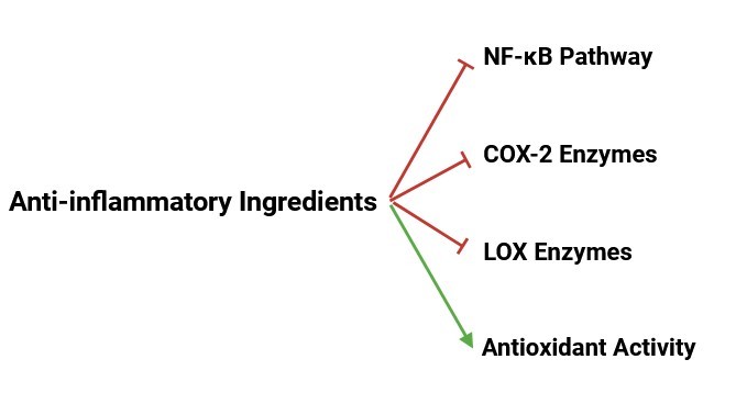 Anti-inflammatory agents function mechanisms.