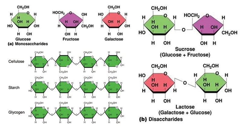 Chemical structure of monosaccharides, disaccharides and polysaccharides.