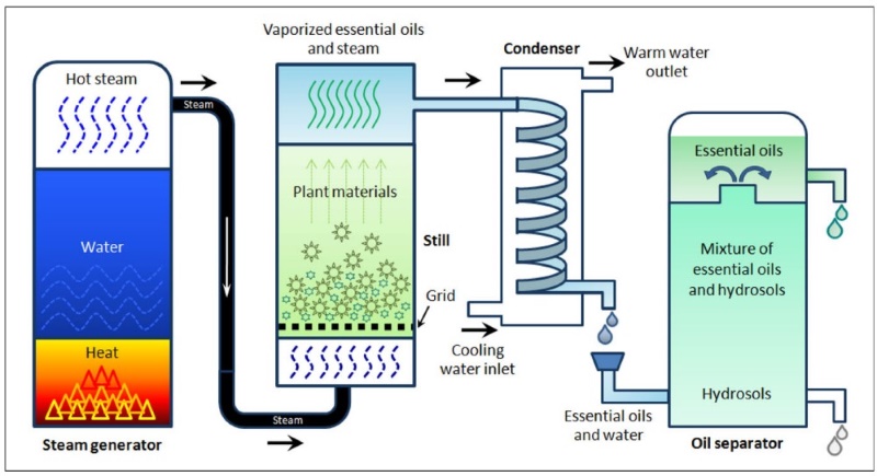 Diagrammatic illustration of steam distillation method.