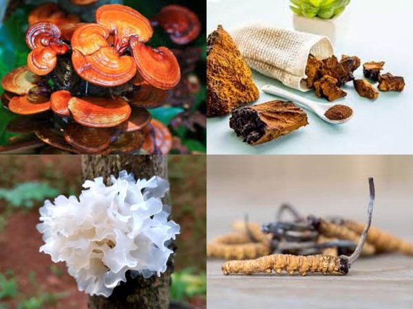 Examples of mushrooms that can be used to make extracts: Reishi, Chaga, Tremella and Cordyceps.