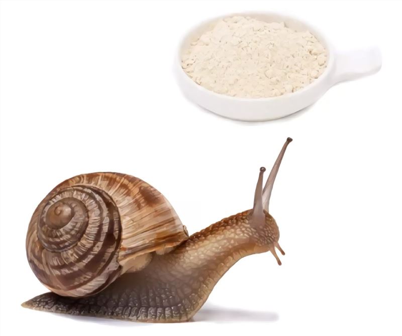 Snail and snail extract