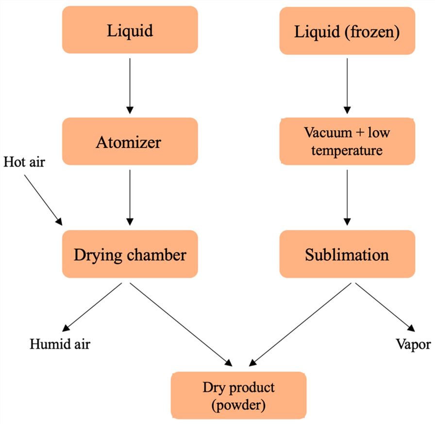 Schema of spray-drying and freeze-drying processes