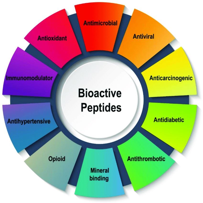 Schematic representation of various types of bioactive peptides from animal.