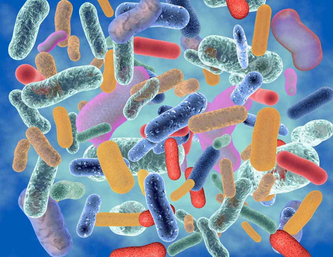 Illustration of different probiotic bacteria.