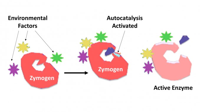 Activation of zymogens to active enzymes through proteolytic cleavage.