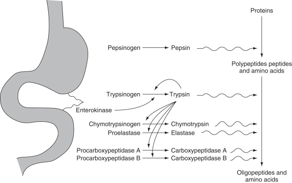 Zymogens being activated into enzymes in the stomach.