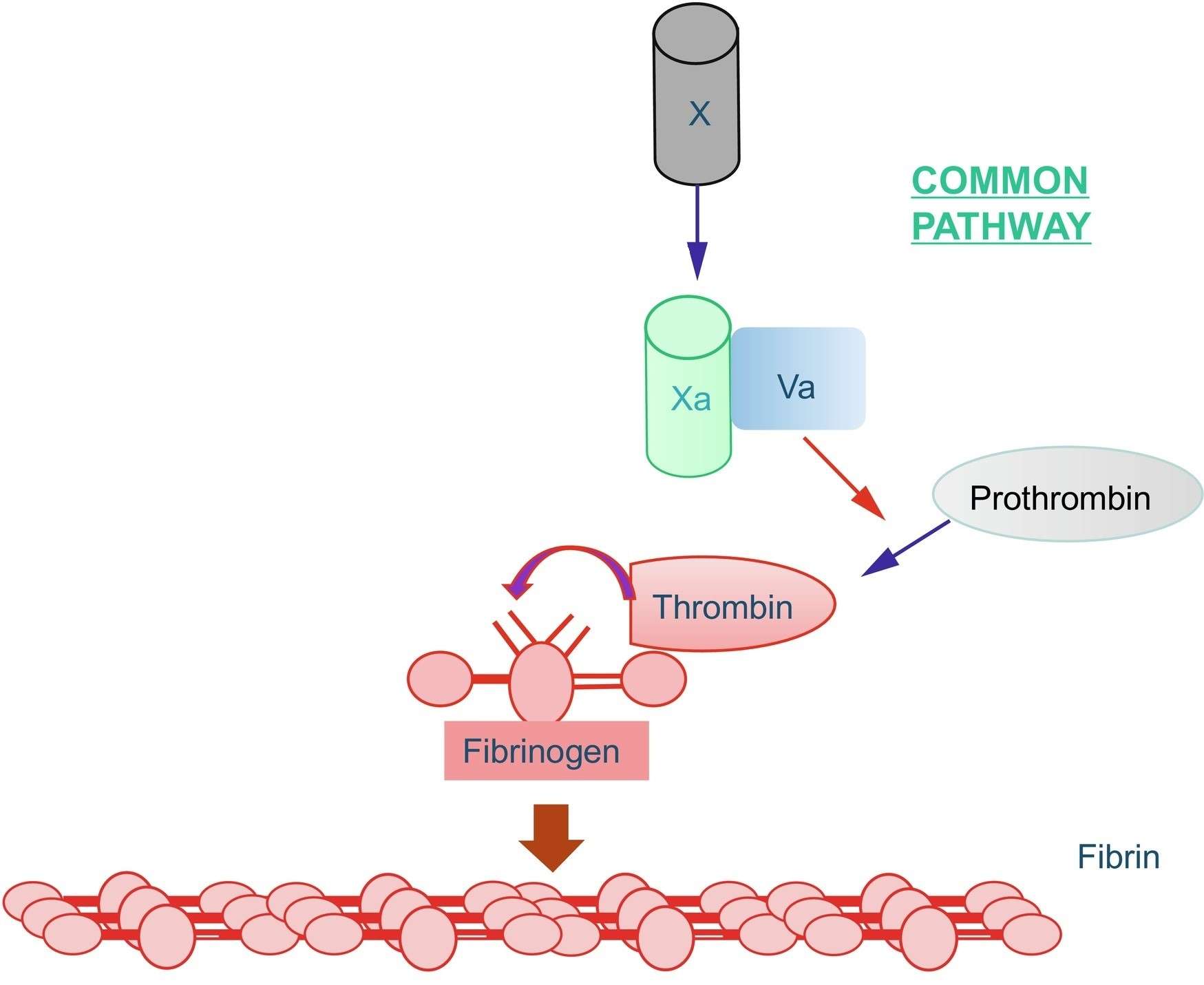 Common pathway of the blood coagulation cascade, prothrombin is activated to thrombin, which downstream activates fibrinogen to fibrin.