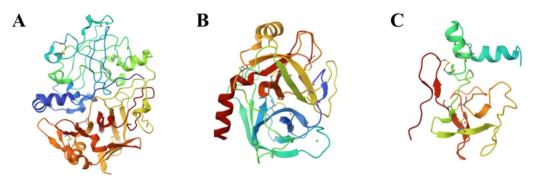 Structure of some typical zymogens.