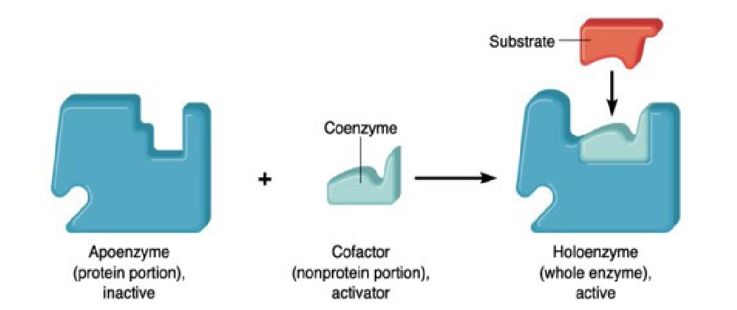 Coenzyme binds to an enzyme to assist in catalyzing reaction.