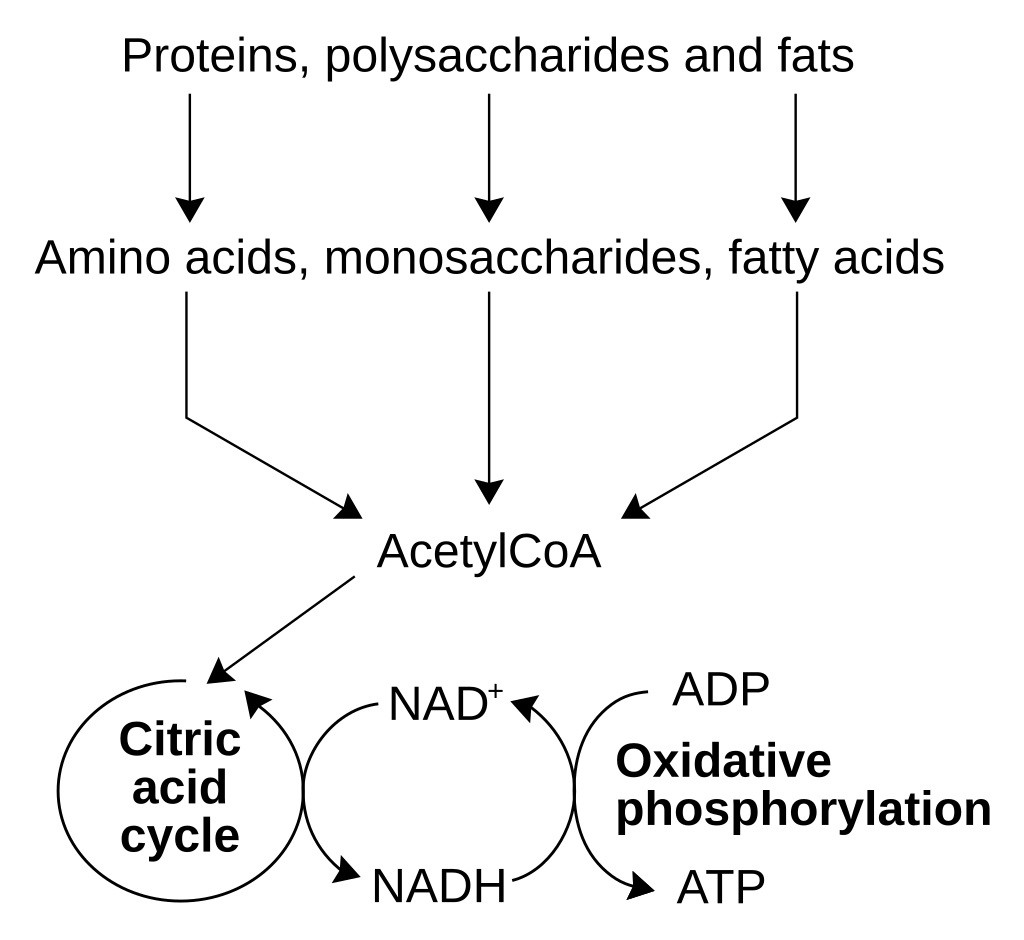 Functions of Acetyl-CoA and NAD+ in cellular metabolism.