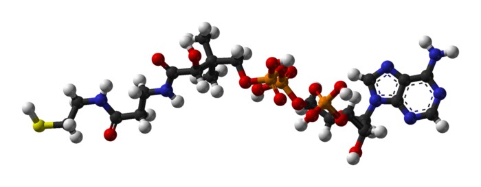 Structure of Coenzyme A.