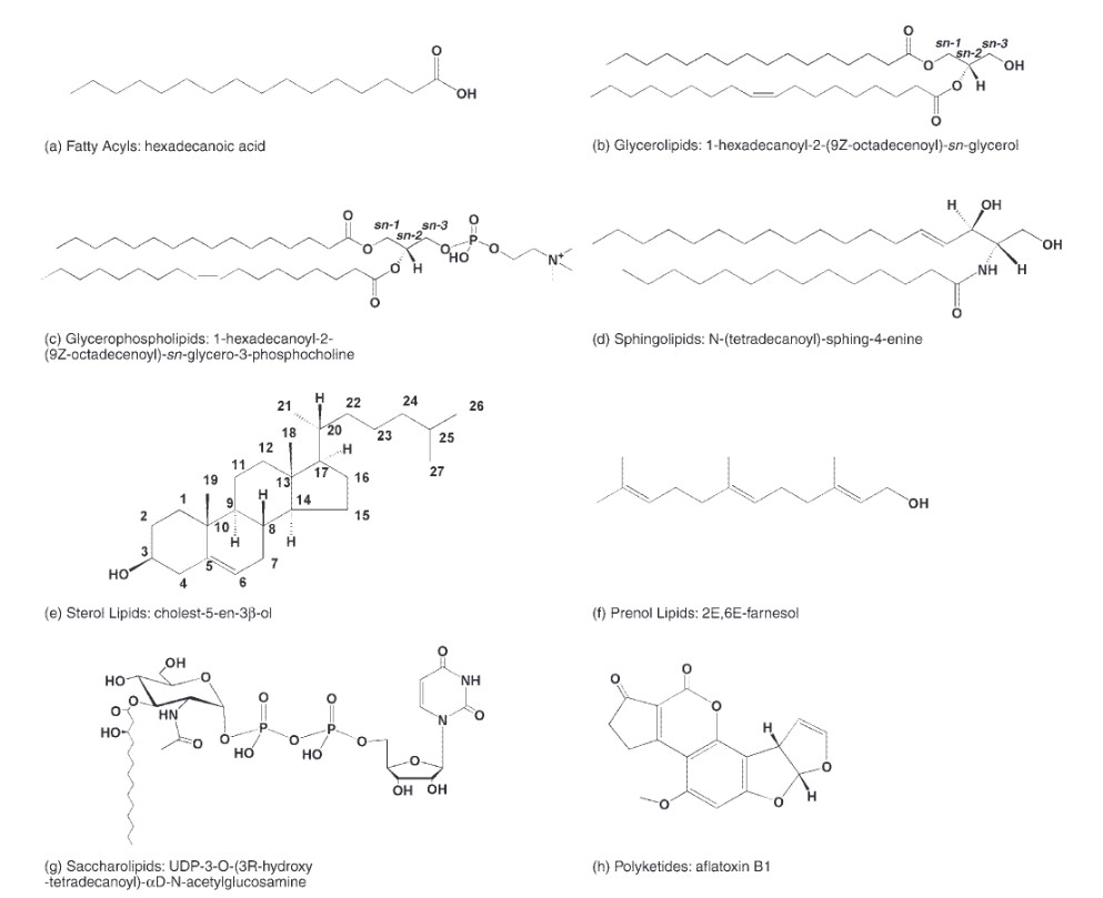 Representative structures of 8 lipid categories.