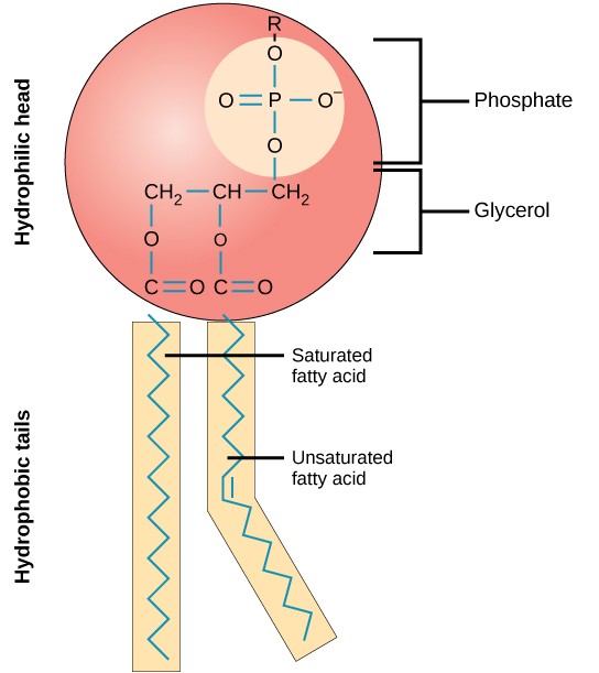 Structure of a phospholipid: a hydrophilic head and two hydrophobic tails.