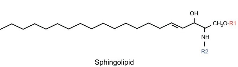 Structure of a sphingolipid: consists of a long-chain amino alcohol backbone with an amide-linked fatty acid chain, and a polar head group.