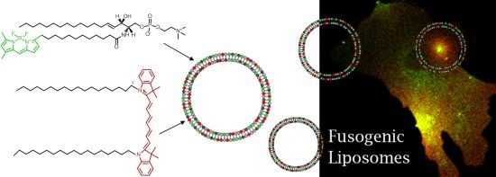 Diagram of a fluorescent lipid which makes cell membrane visible.