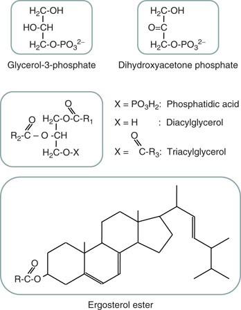 Neutral lipids in yeast: glycerol-3-phosphate, dihydroxyacetone phosphate, and ergosterol ester.