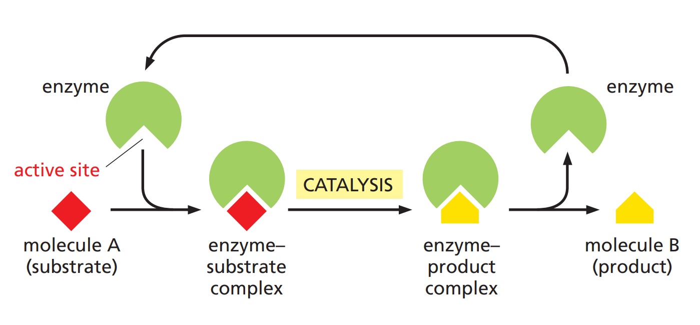 A diagram of enzyme-substrate complex formation