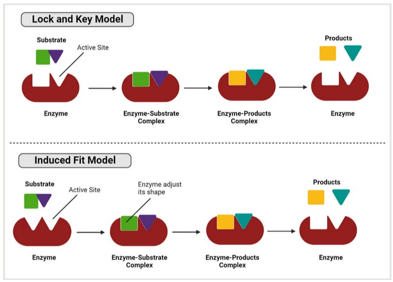 Two models of reaction mechanisms of enzyme-substrate complexes.