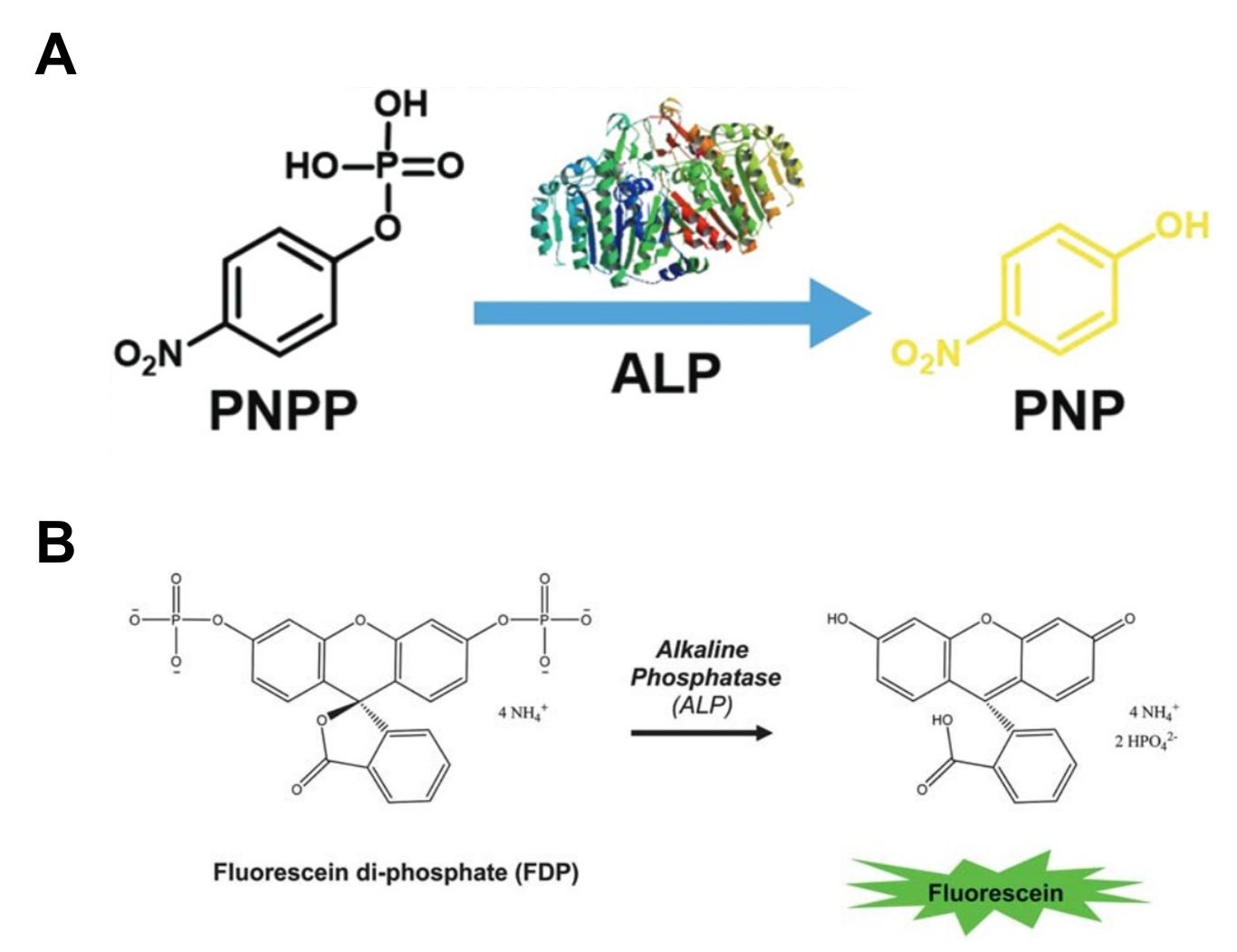 Scheme of the biocatalytic reaction of p-nitrophenyl phosphate (pNPP) and fluorescein diphosphate (FDP).