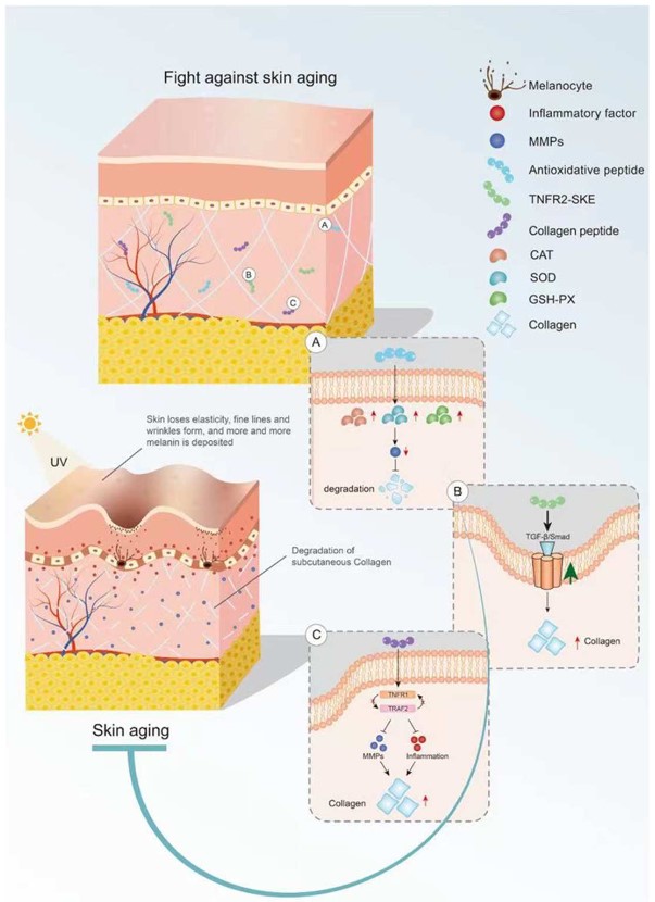 Function of peptides against skin aging: increase antioxidant enzymes, activate TGF-β/Smad pathway, and inhibit inflammation and MMP activity.