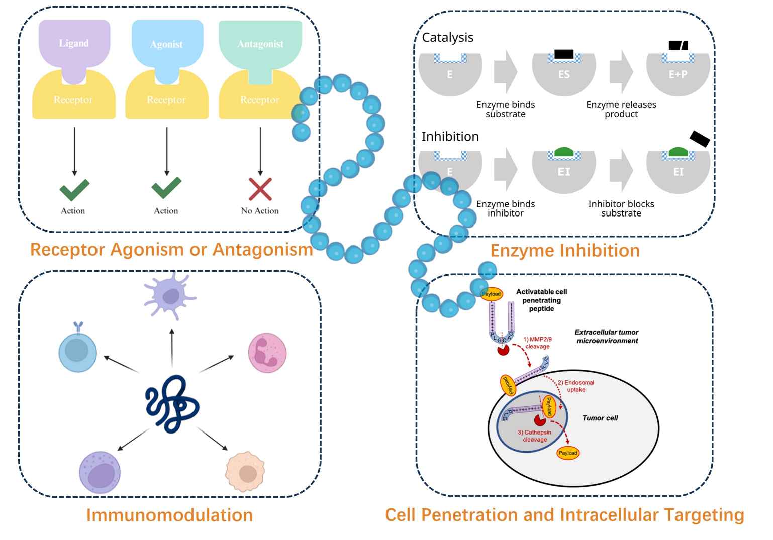 Mechanisms of pharmaceutical peptides: receptor agonism/antagonism, enzyme inhibition, immune system modulation, drug delivery into cells.