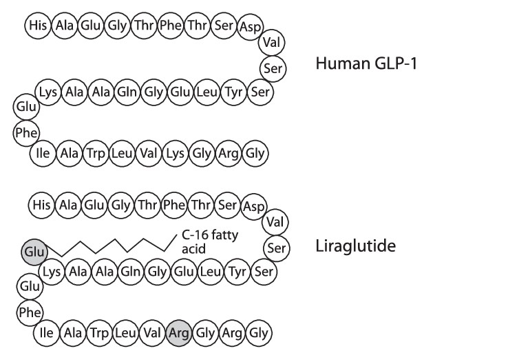 Liraglutide has 97% amino acid sequence homology to endogenous GLP-1.