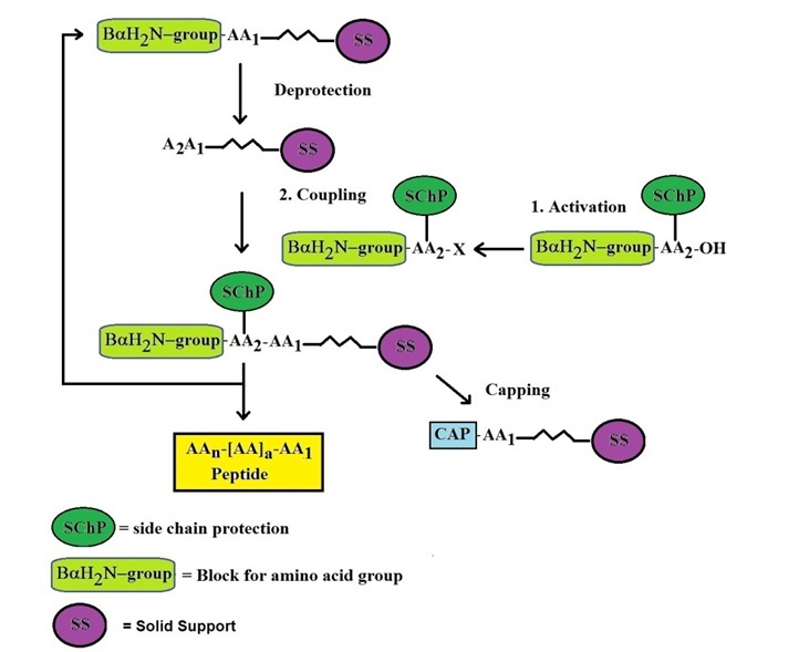 Diagram of solid-phase peptide synthesis on resin, showing steps of deprotection, amino acid coupling with reagents, and final cleavage to release the peptide.