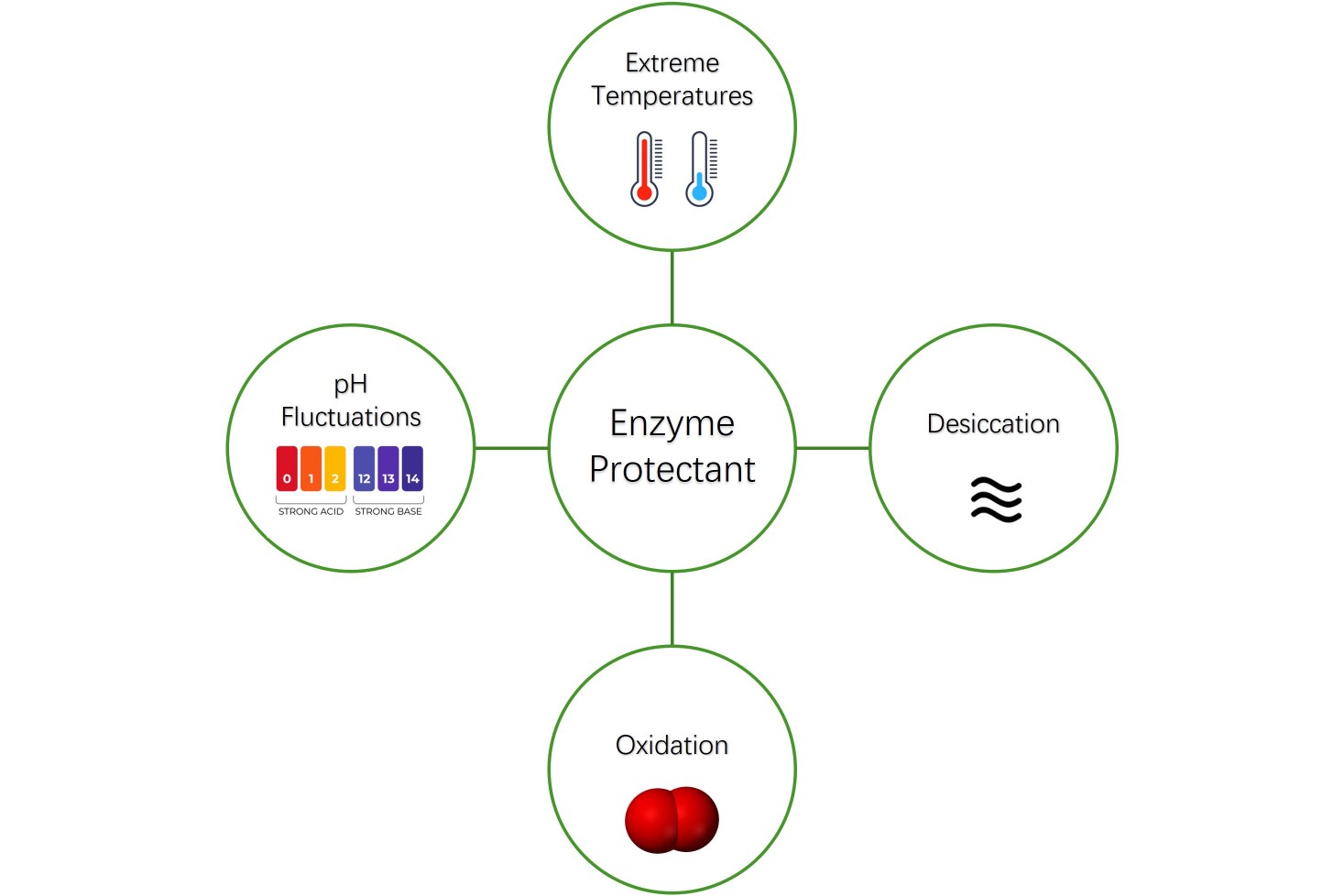 Function of enzyme protectants.