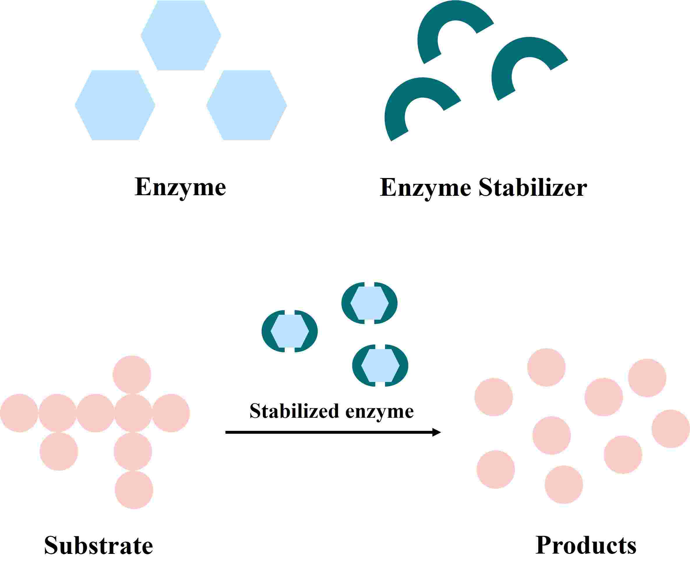 Function of enzyme stabilizers.