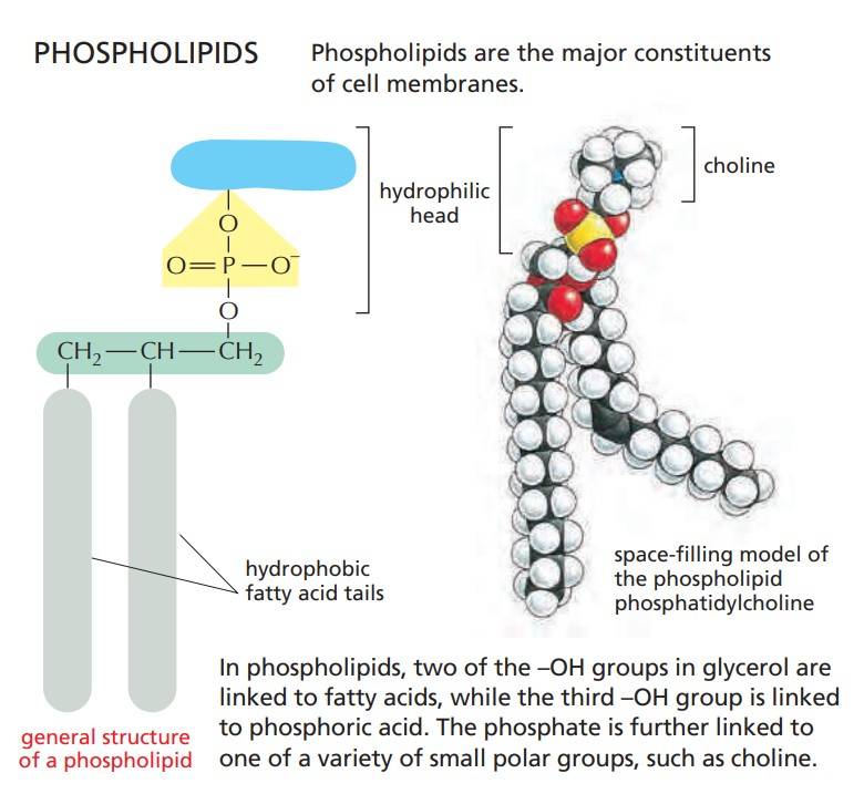 Phospholipids consist of a hydrophilic head and hydrophobic fatty acid tails.