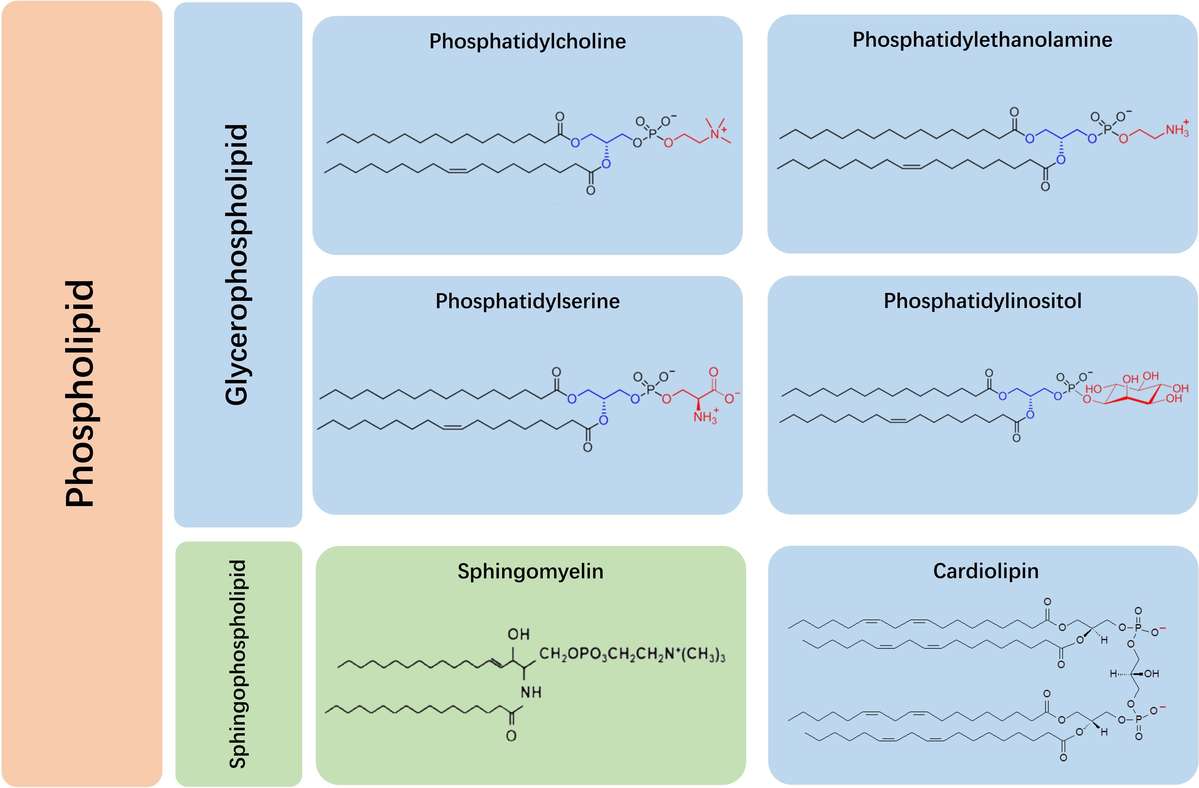 Common categories of phospholipids: glycerophospholipids and sphingophospholipids.