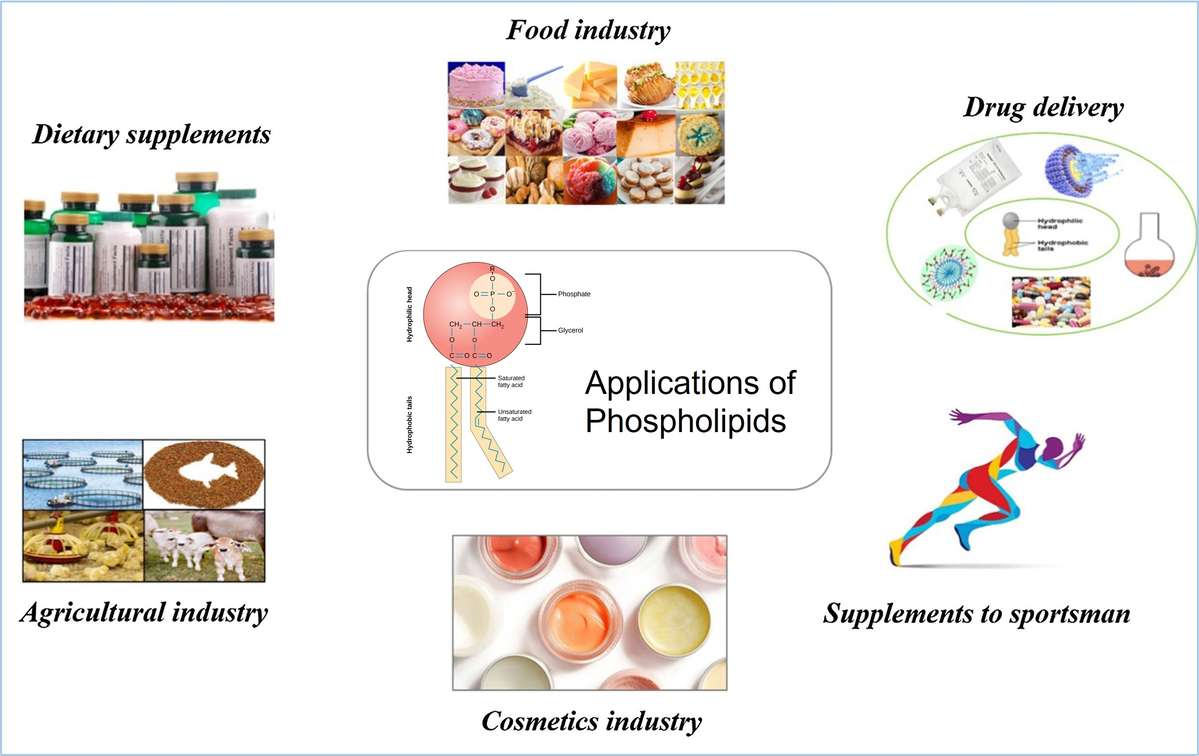 Phospholipids can be used for drug delivery, dietary supplements, food industry, agricultural industry, and cosmetics industry.