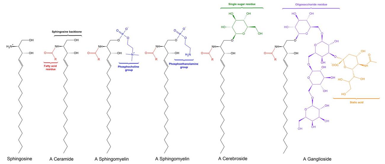 Structures of common sphingolipids: sphingosine, ceramide, sphingomyelin, cerebroside, and ganglioside.