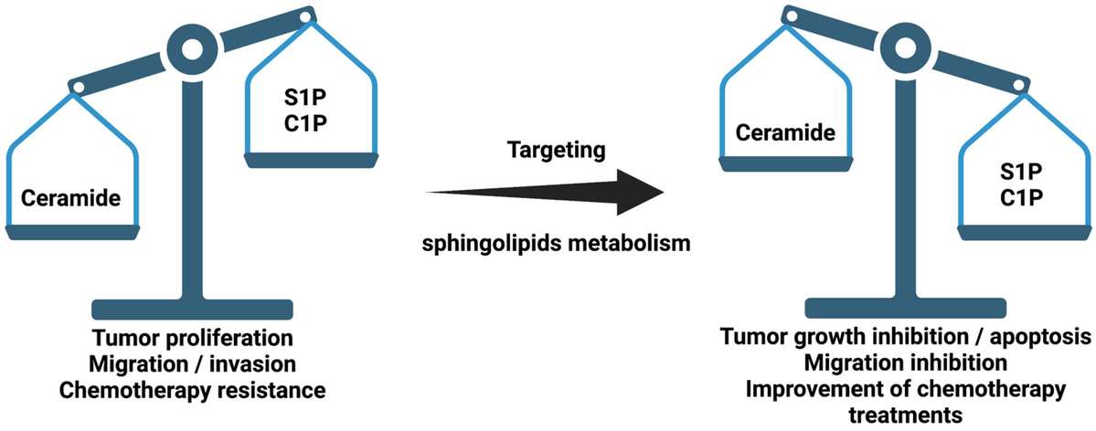 The sphingolipid ratio (ceramide/S1P+C1P) is associated with cancer.