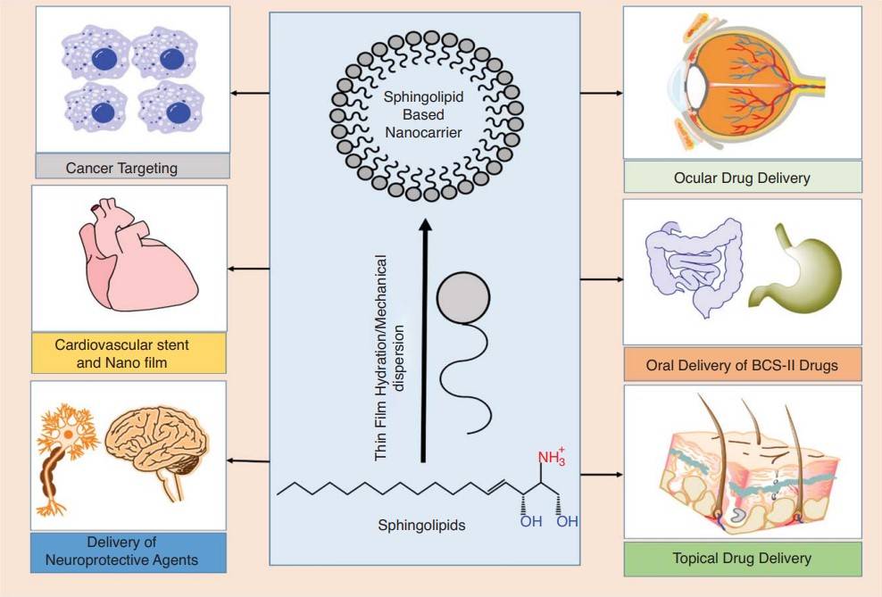 Applications of sphingolipid-based nanocarriers: cancer targeting, cardiovascular stent and Nano film, delivery of neuroprotective agents, ocular drug delivery, oral delivery of BCS-II drugs, and topical drug delivery.