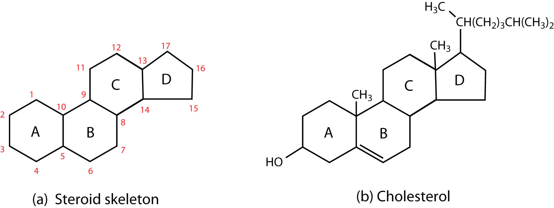 Chemical structure of the steroid skeleton and cholesterol.