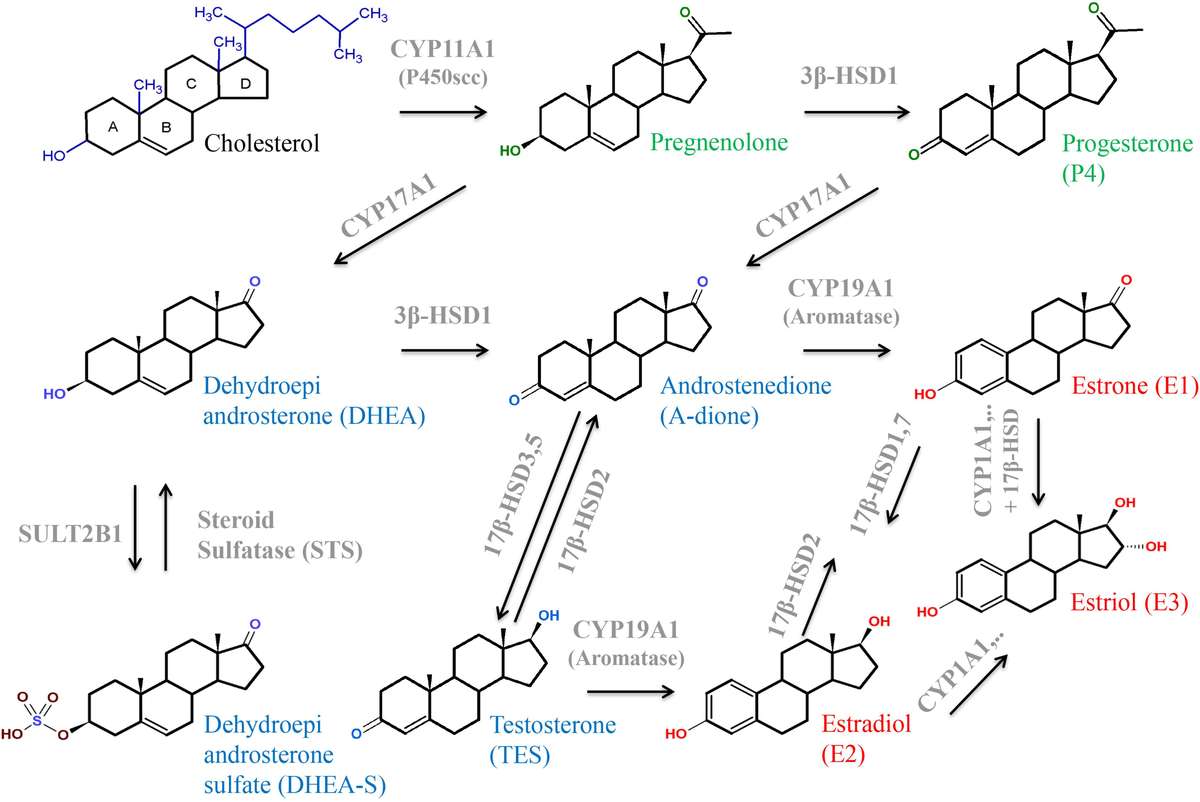 Structures and interconversion of steroidal hormones.