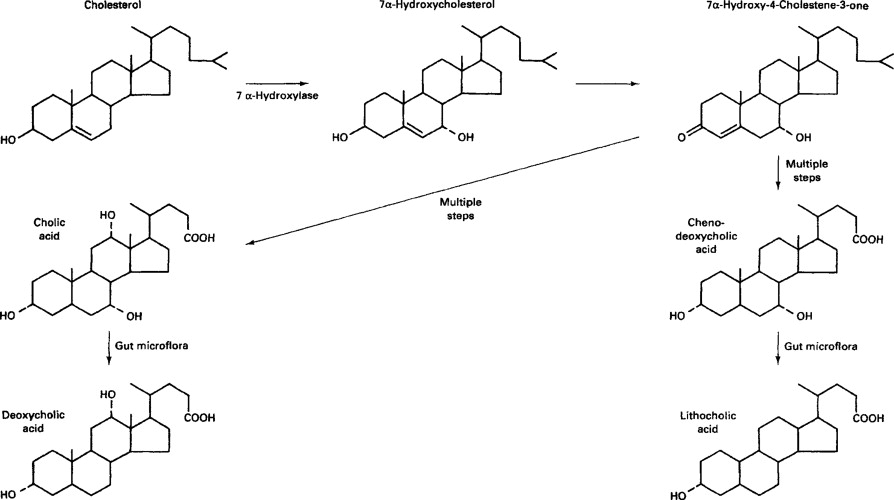 Conversion of cholesterol into bile salts in the intestines.