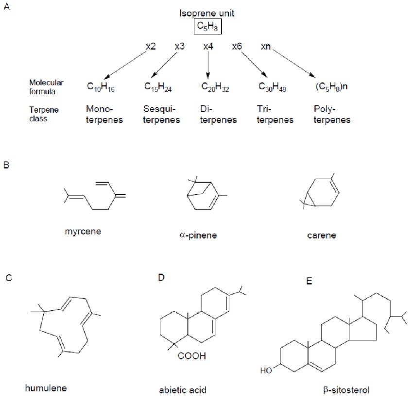 Classification of terpenes based on the number of isoprene units: monoterpenes, sesquiterpenes, diterpenes, and triterpenes with examples.