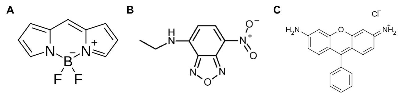 Fluorescent moieties in fluorescent lipids: BODIPY, nitrobenzoxadiazole, and rhodamine.