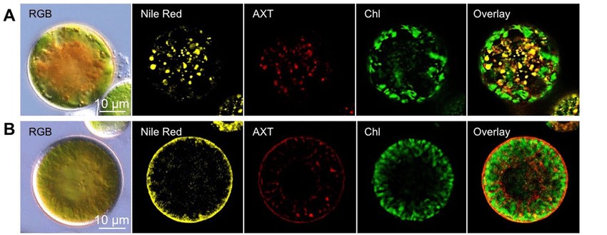 Fluorescence microscopy images of lipid samples.