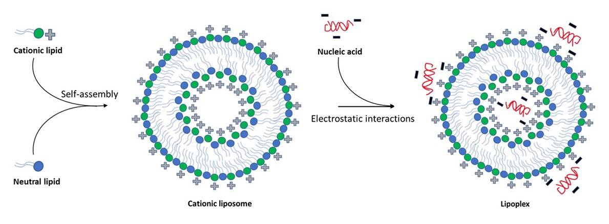 Electrostatic interaction between cationic lipids and nucleic acids forming lipoplexes.