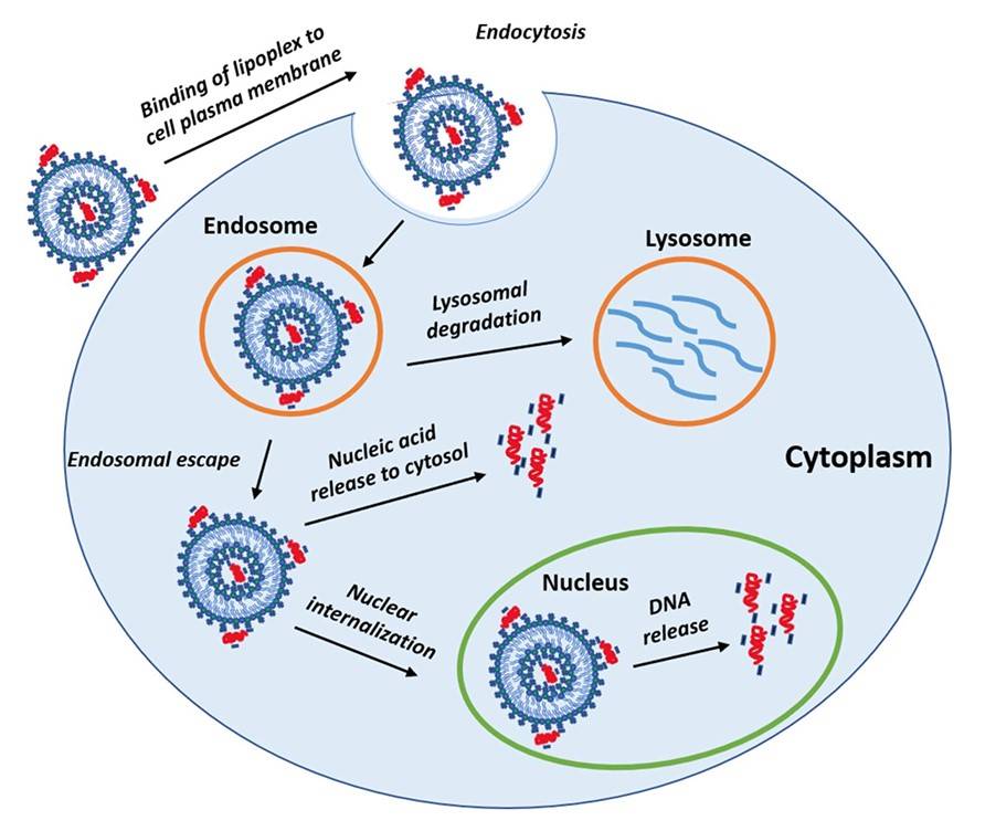 Gene delivery process using lipoplex: membrane binding, endocytosis, endosomal escape, nuclear internalization, and DNA release.