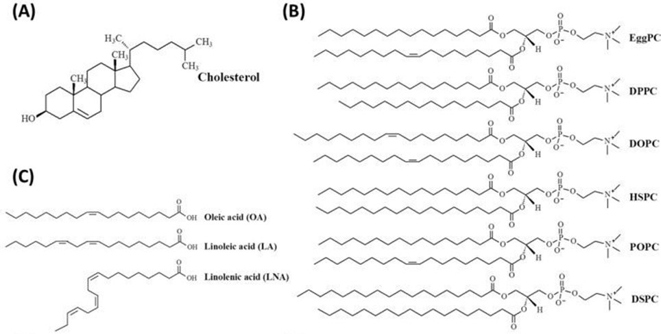 Examples of common neutral lipids: cholesterol, phospholipids, and unsaturated fatty acids.