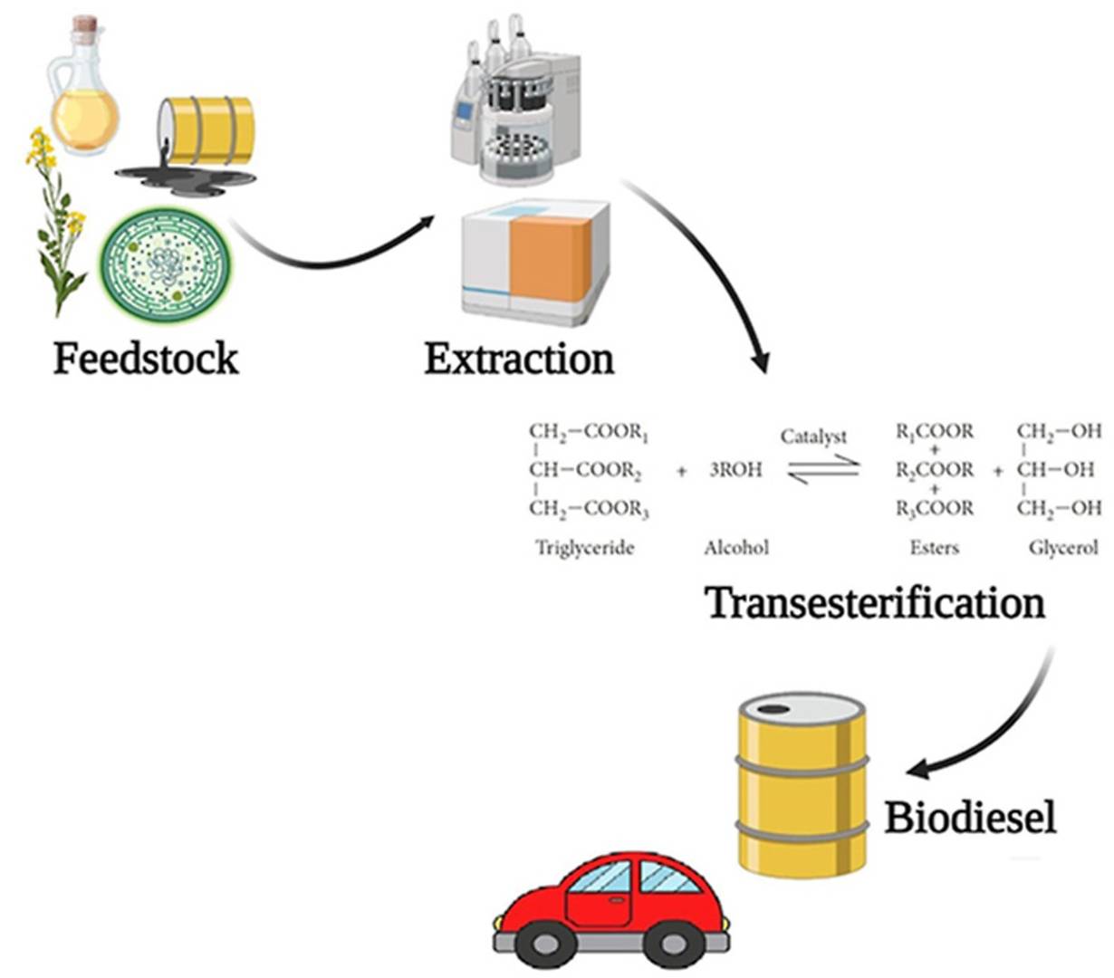 Biofuel production process using neutral lipids: feedstock extraction and transesterification to biodiesel.