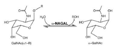 A. The reaction catalyzed by α-NAGAL